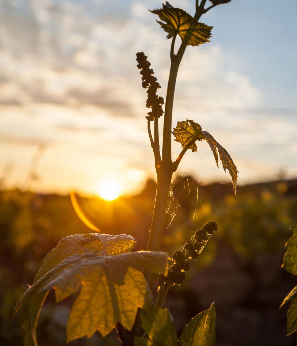 au soleil couchant