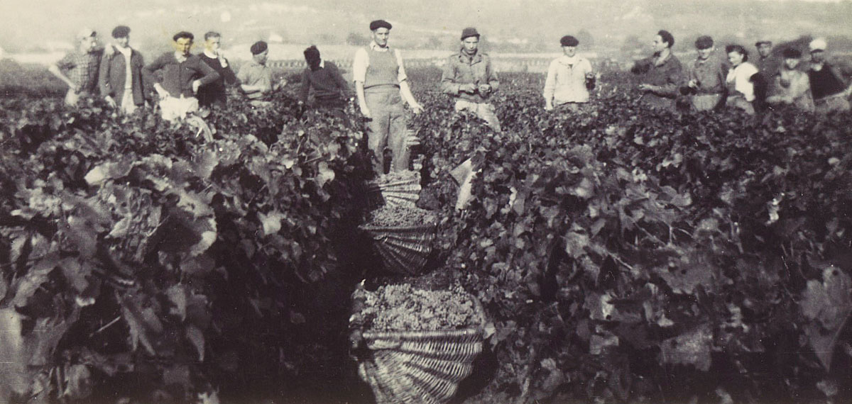 Autrefois : les vendanges en Bourgogne