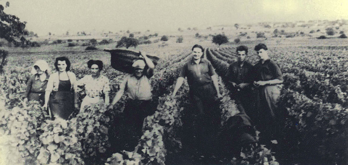 Le travail dans les vignes