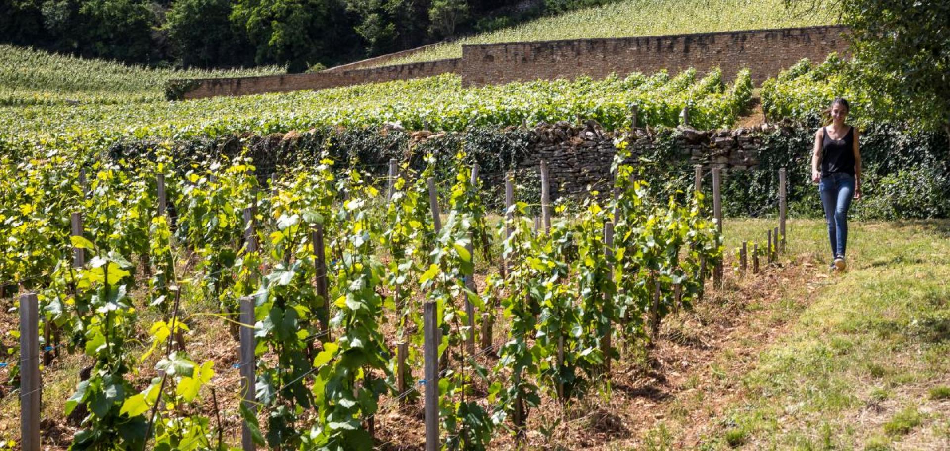 Camille dans les vignes