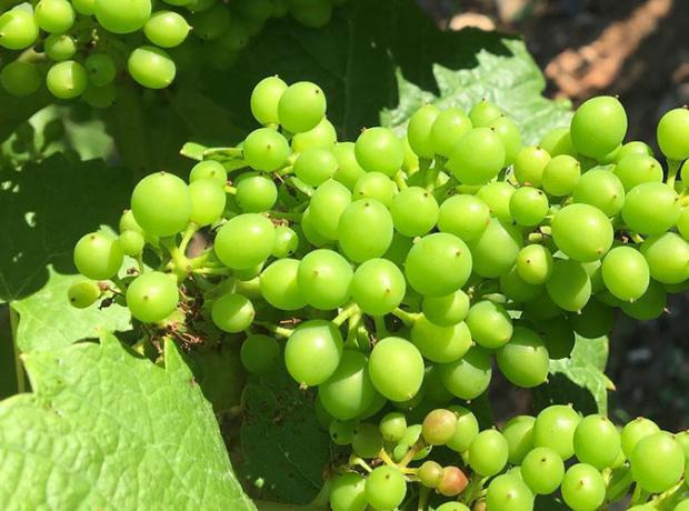 Grappes de Chardonnay