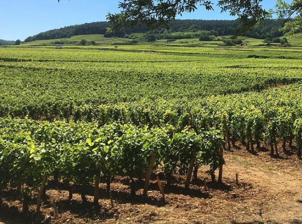 Les vignes en Bourgogne