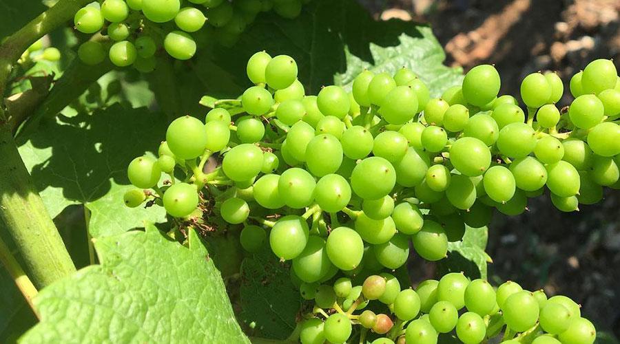 Grappes de Chardonnay