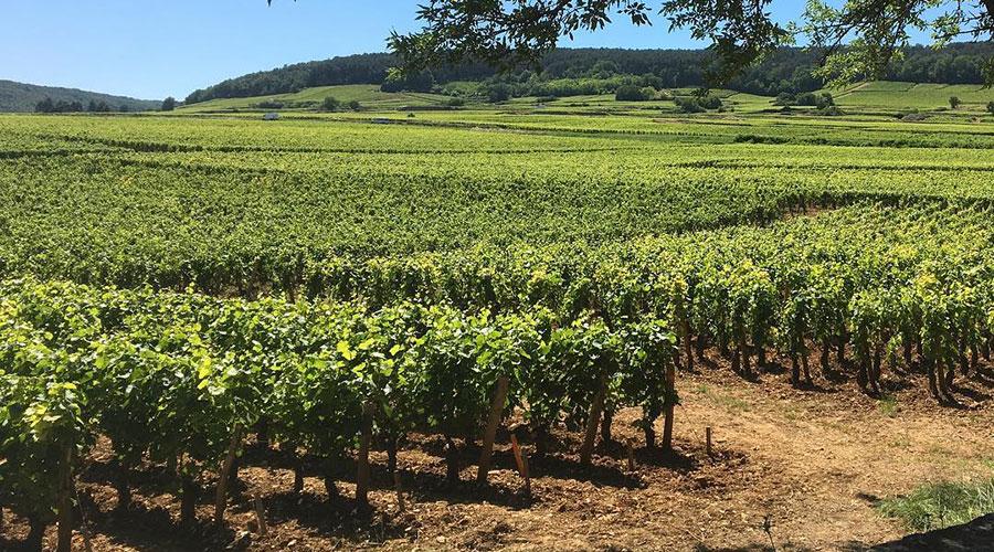 Les vignes en Bourgogne