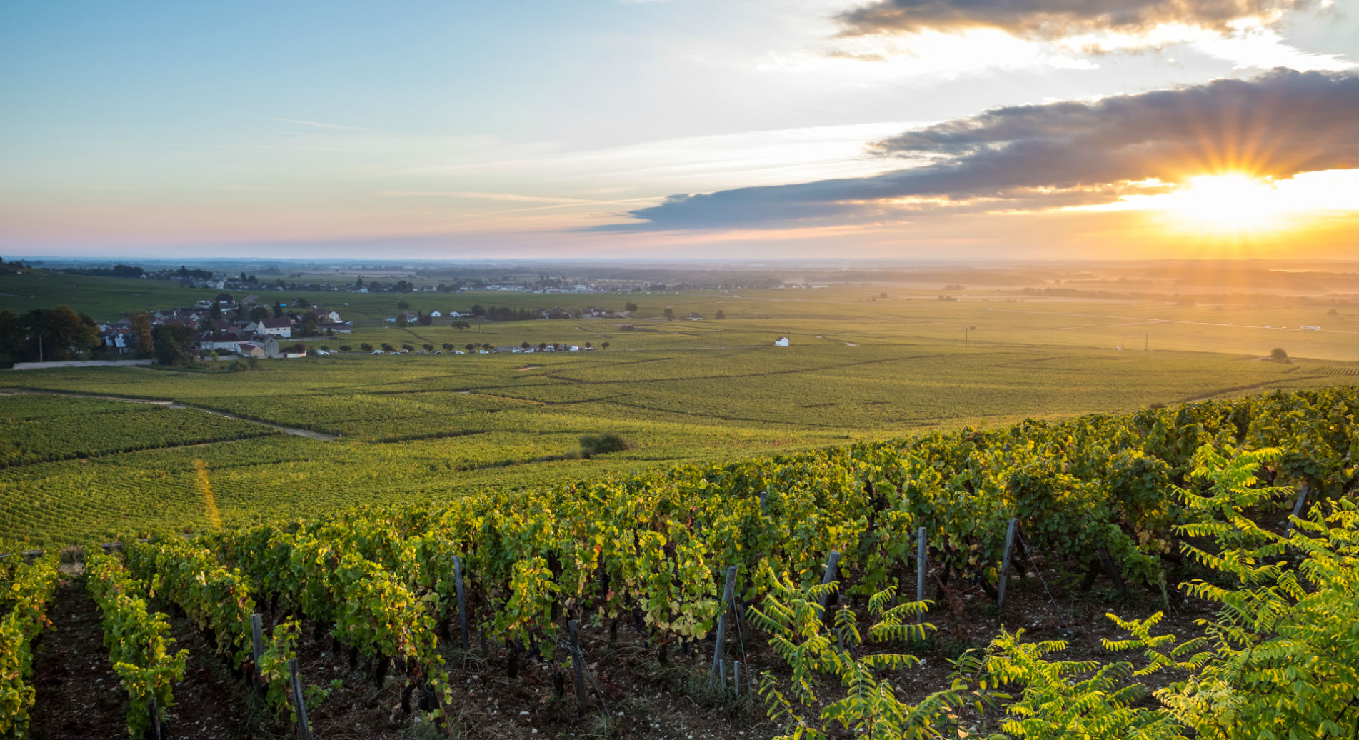 Travail de la terre, dans les vignes