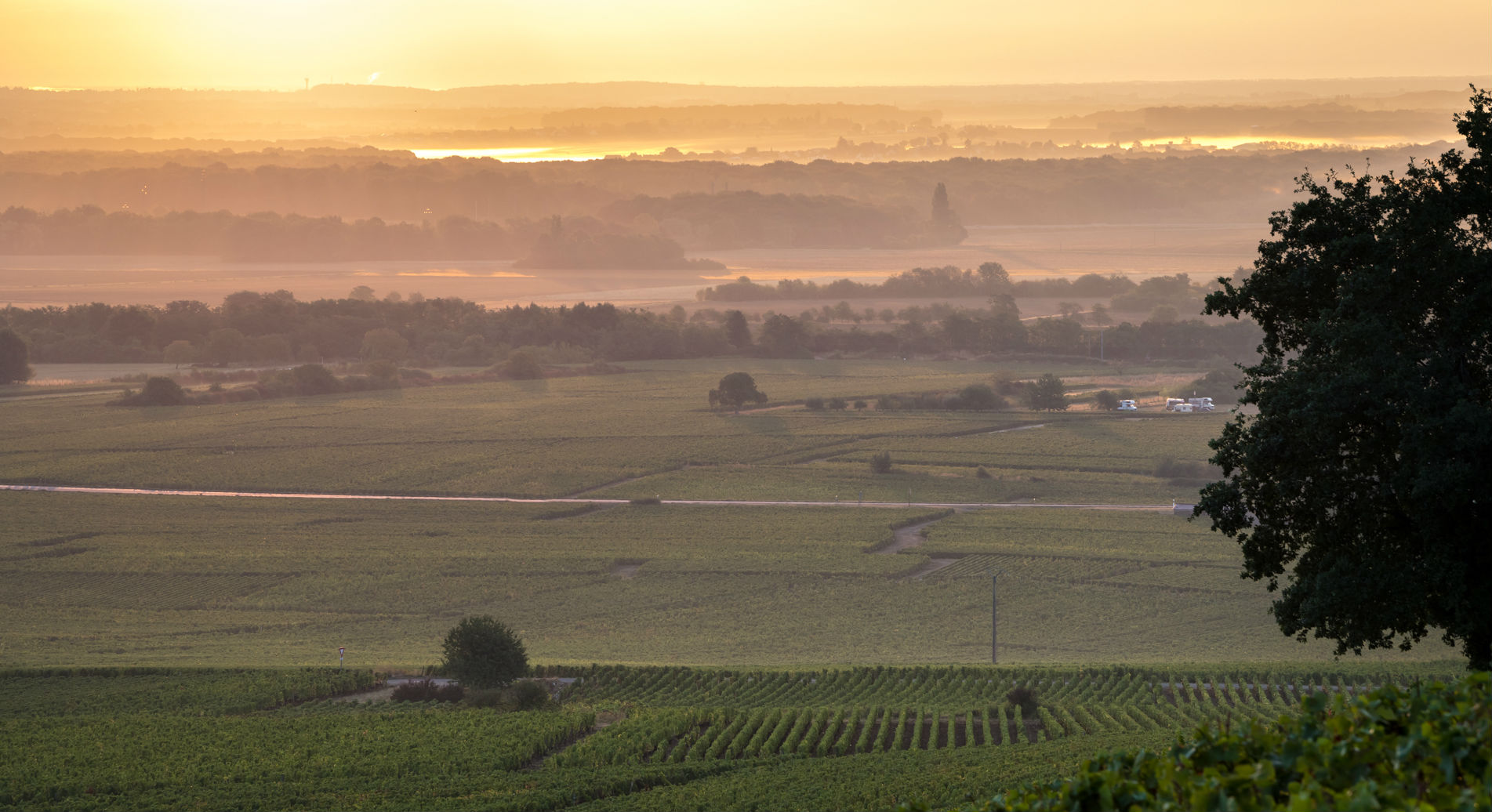 vignoble aux vendanges